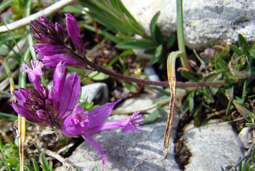 Fiori di montagna - Polygala cfr. major